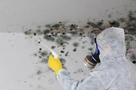 Professional Mold Removal Services in Sixteen Mile Stand, OH